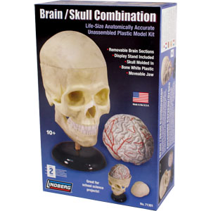 LINDBERG 1/1 Human Skull & Brain