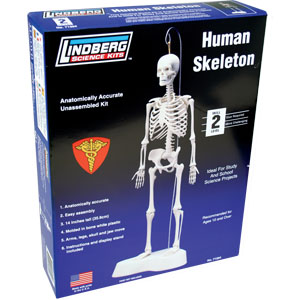 LINDBERG Human Skeleton Model