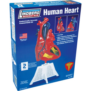 LINDBERG 1/1 Human Heart Model