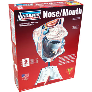 LINDBERG 1/1 Human Nose/Mouth Model