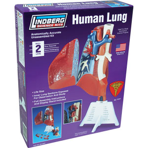 LINDBERG 1/1 Human Lung Model