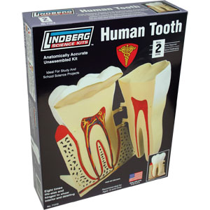 LINDBERG 8/1 Human Tooth