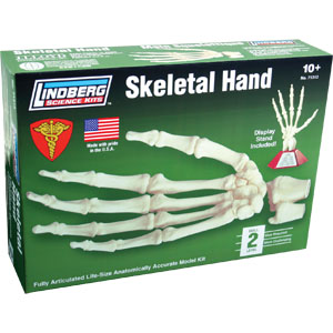 LINDBERG 1/1 Human Skeletal Hand