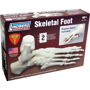 LINDBERG 1/1 Human Skeletal Foot