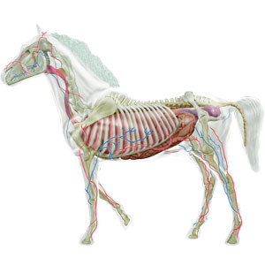 LINDBERG Transparent Horse - 14" (36 cm)