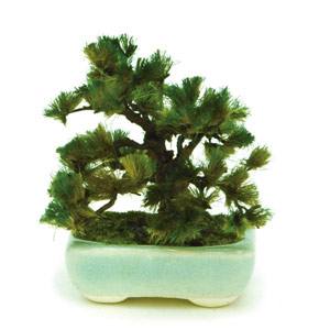 PLATZ 1/12 THE BONSAI Pine w/Square pod