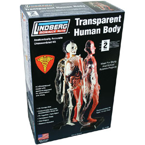 LINDBERG 1/6 Transparant Human Body Model