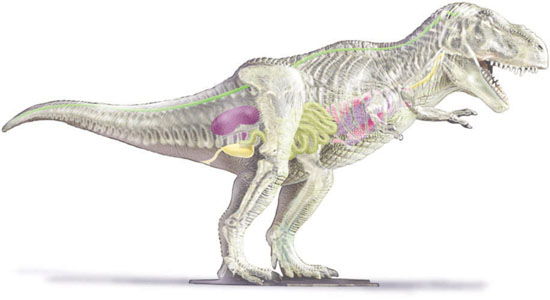 LINDBERG Transparent T-Rex - 14"