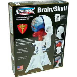 LINDBERG Human Brain/Half Skull Model