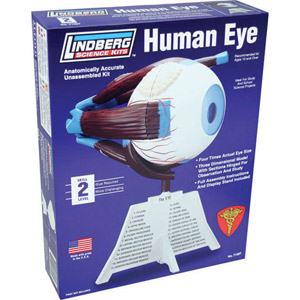 LINDBERG 4/1 Human Eye Model