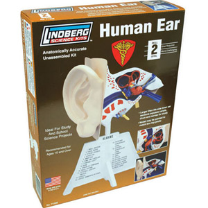 LINDBERG Human Ear Model