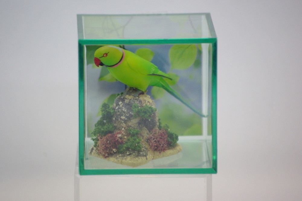 MINORU CUBE Clear Display Case S(Small)